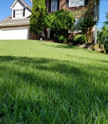 charlotte lawn care, charlotte nc lawn care, turf brothers lawn care