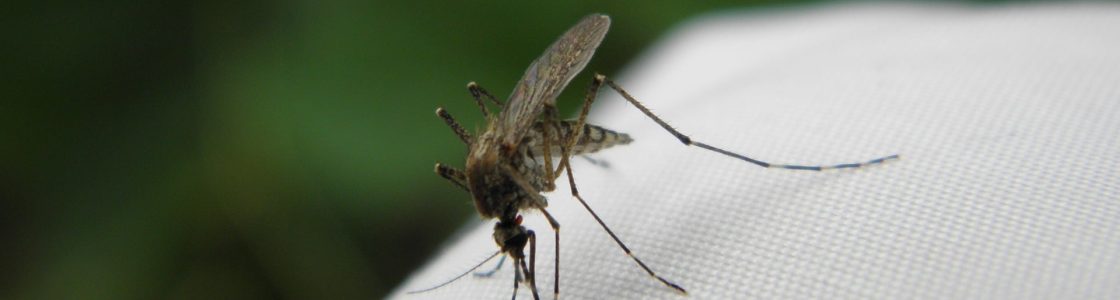 mosquito control in charlotte, north carolina lawn service