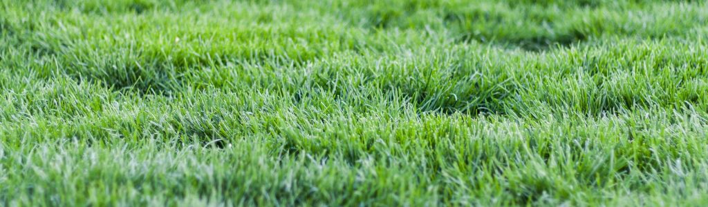 lawn care in the carolinas, turf brothers lawn care, charlotte lawn care