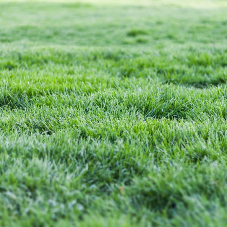 lawn care in the carolinas, turf brothers lawn care, charlotte lawn care