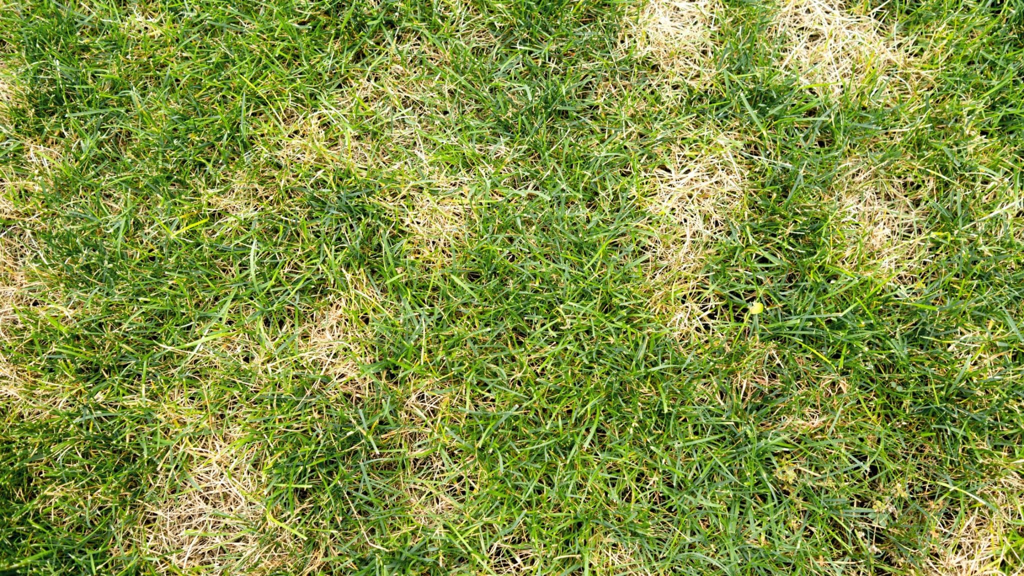 common lawn diseases in charlotte, dollar spot fungus, charlotte lawn care, turf brothers lawn care