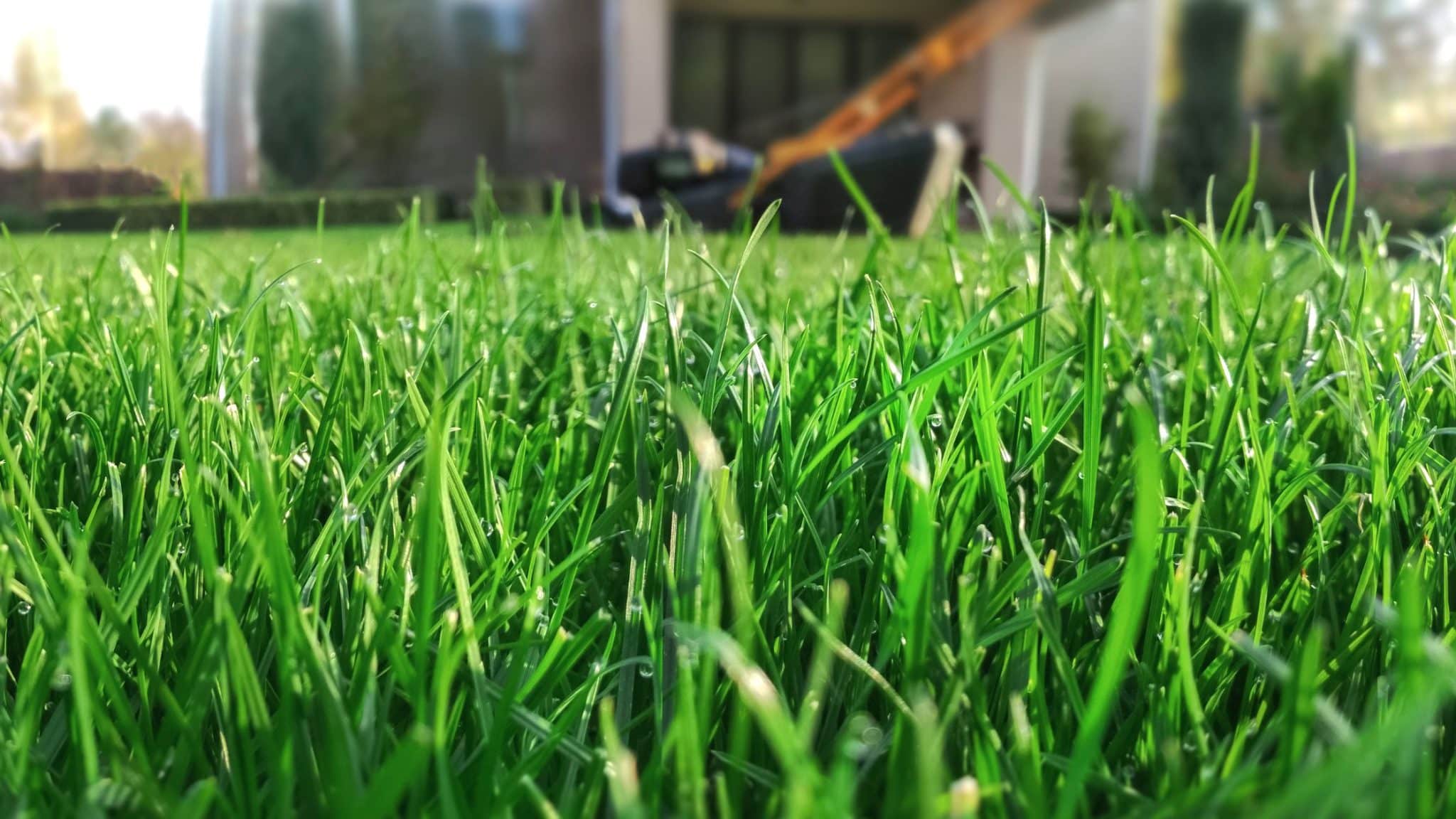 the best grass types for north carolina lawns, turf brothers lawn care, charlotte lawn care