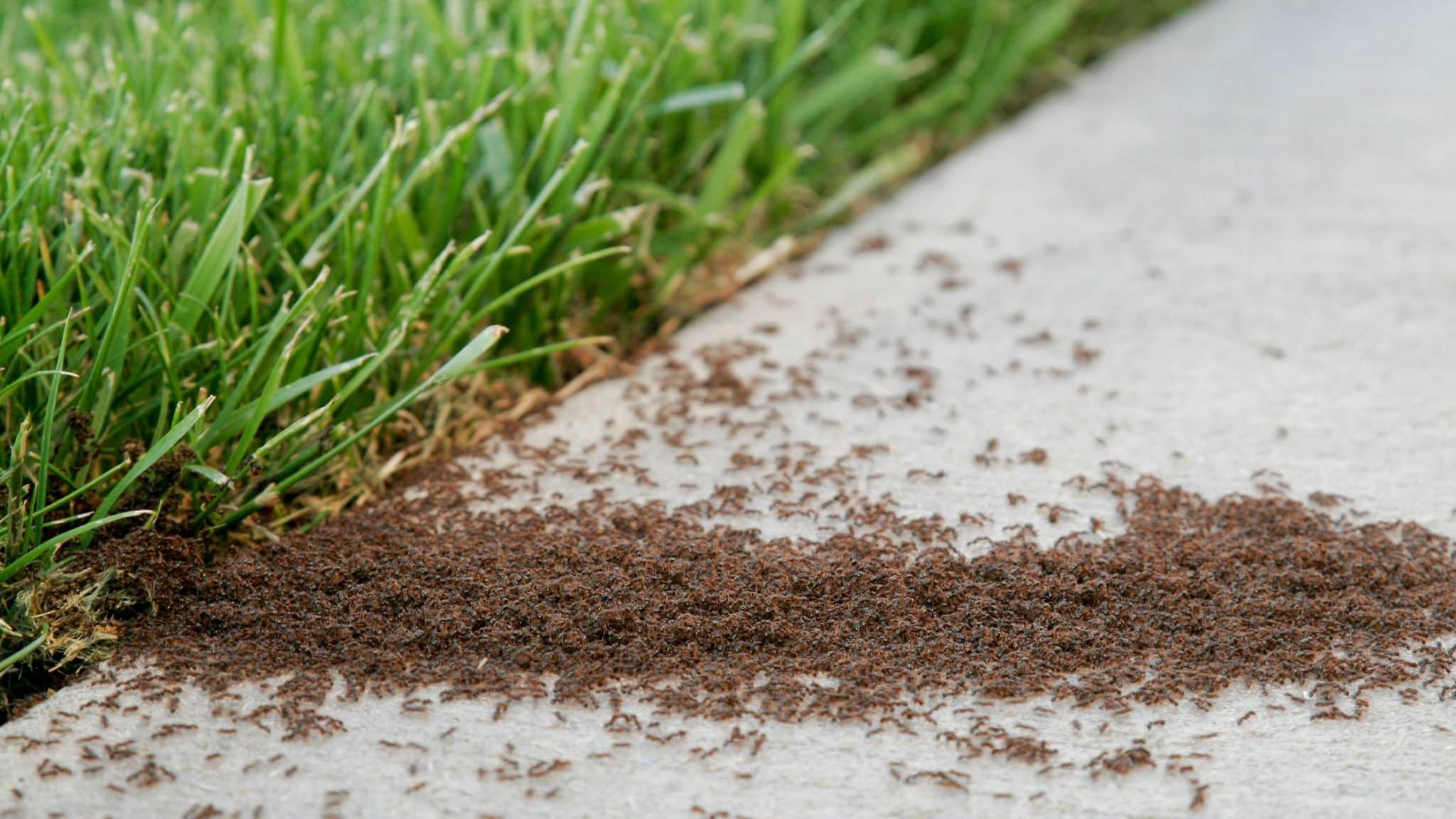 lawn pests in charlotte, fire ant control, lawn pest control, turf brothers lawn care