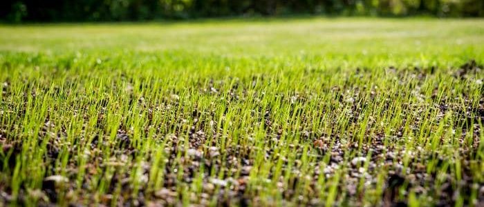 fescue overseeding in charlotte, fescue grass seed, turff brothers lawn care