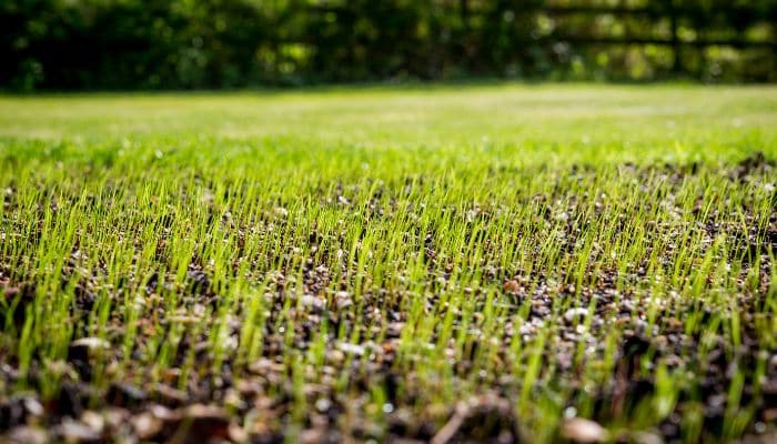 fescue overseeding in charlotte, fescue grass seed, turff brothers lawn care